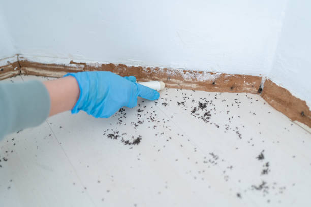 Best Mosquito Control Services  in Enon, OH